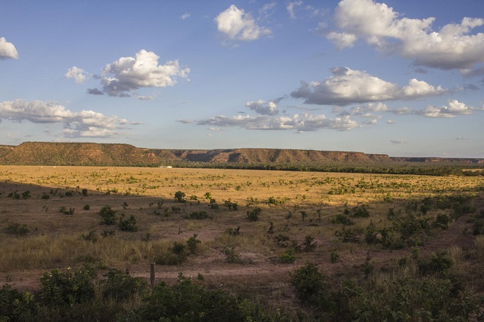 Hectare de terra no Cerrado é o mais caro de todo o Piauí