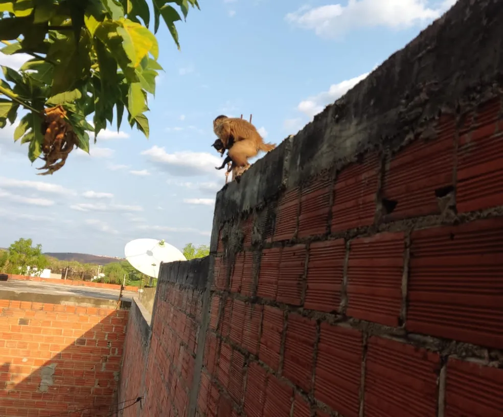 Macaco é flagrado 'sequestrando' filhotes de gato e cachorro em Picos