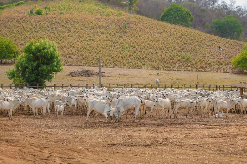 Campanha de Vacinação contra Aftosa é prorrogada até 30 de dezembro no Piauí