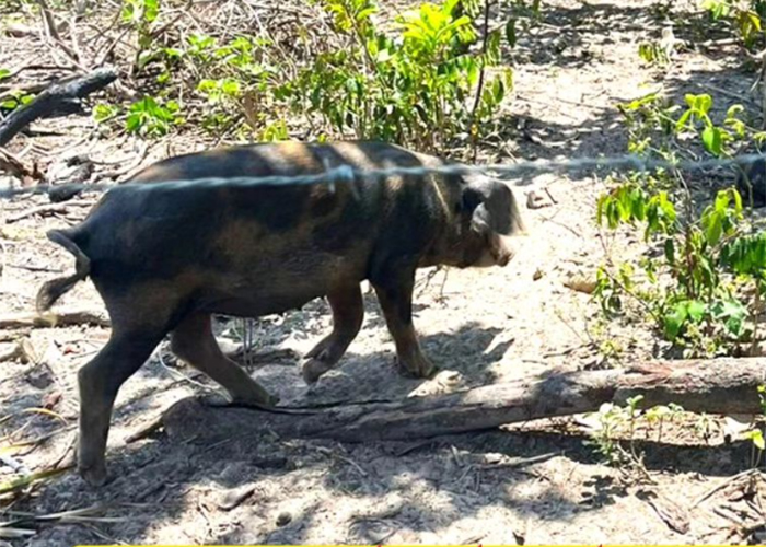 Adapi identifica foco de peste suína; animais foram sacrificados