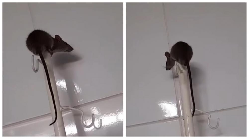 Rato é flagrado dentro de enfermaria no HUT