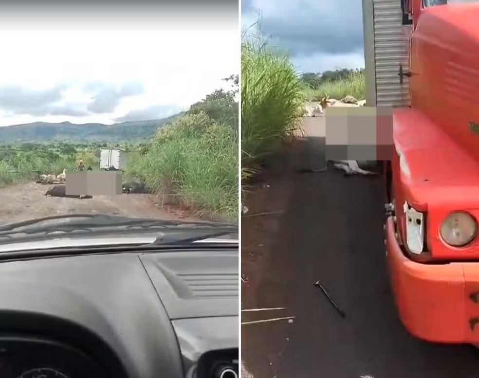 Caminhoneiro avistou rebanho tarde demais e atropelou animais, após curva em ladeira — Foto: Reprodução/Redes Sociais