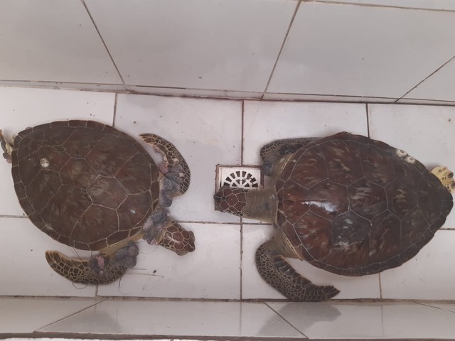Laudo confirma presença de óleo em tartarugas encontradas mortas no Litoral