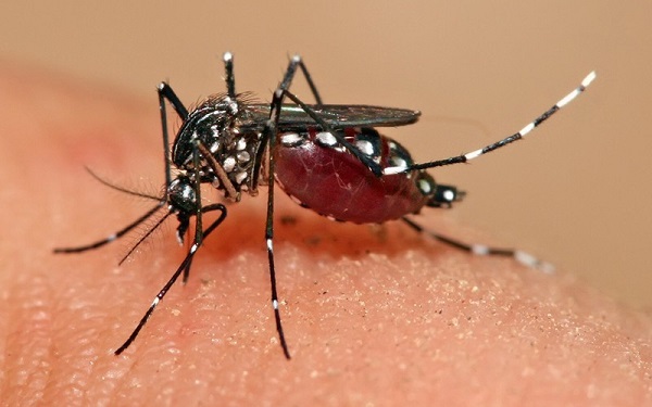 FMS alerta para cuidados com o Aedes aegypti durante o feriado de carnaval
