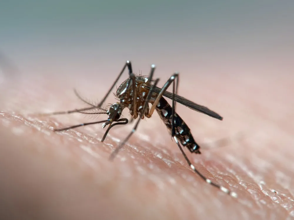 Plano de ação prevê reduzir impactos da dengue e outras arboviroses no Piauí