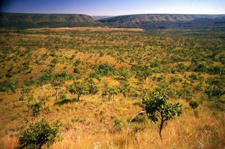 Piauí reduz 10% do desmatamento no Cerrado e amplia fiscalização