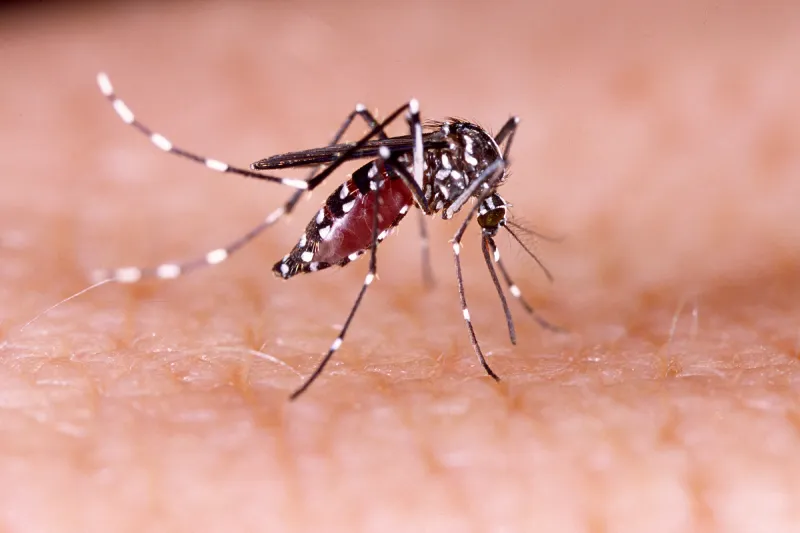 Piauí está com 36 cidades em alerta para casos de dengue