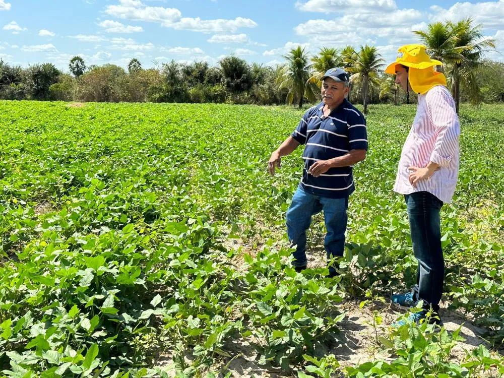 Plantação de melancia (Foto: Divulgação)