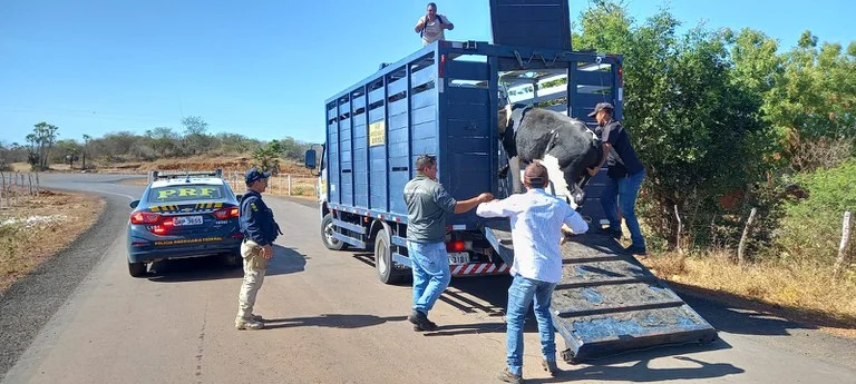 Animais apreendidos pela PRF (Foto: divulgação/ PRF)