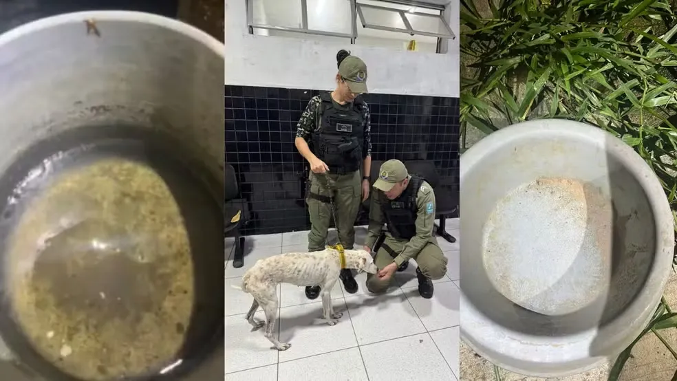 Cadela vítima de maus-tratos é recuperada no Piauí; animal vivia sozinho há dois anos — Foto: Reprodução