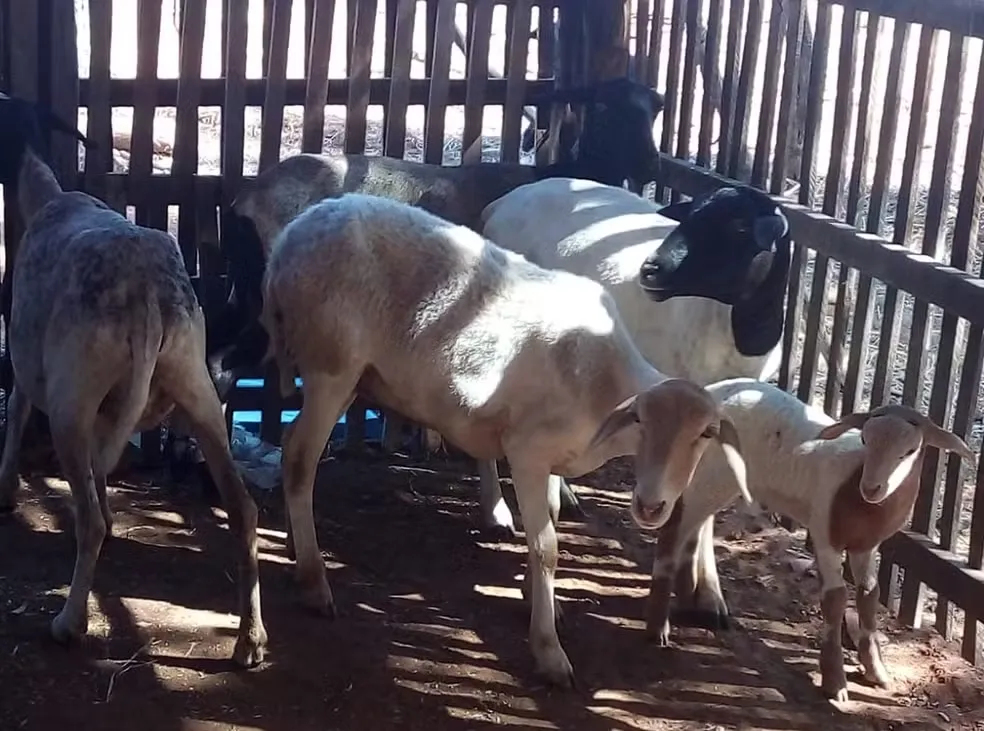 Ovinos e caprinos são os mais afetados com a situação — Foto: Reprodução