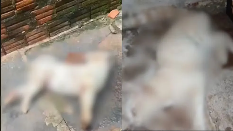 Cinco animais morrem após suspeita de envenenamento no Piauí; caso é investigado — Foto: Reprodução
