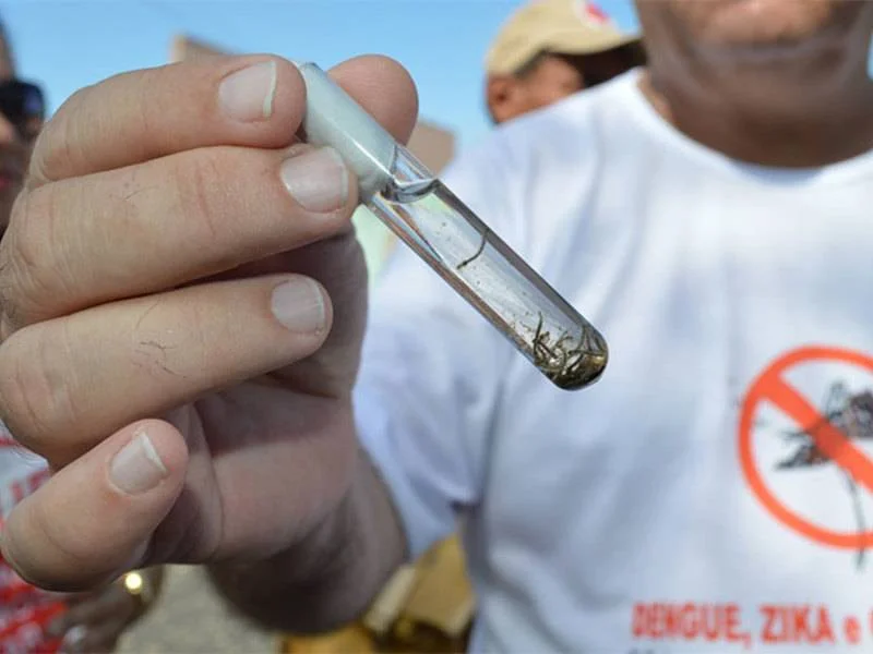 Dengue (Foto: Ascom FMS)