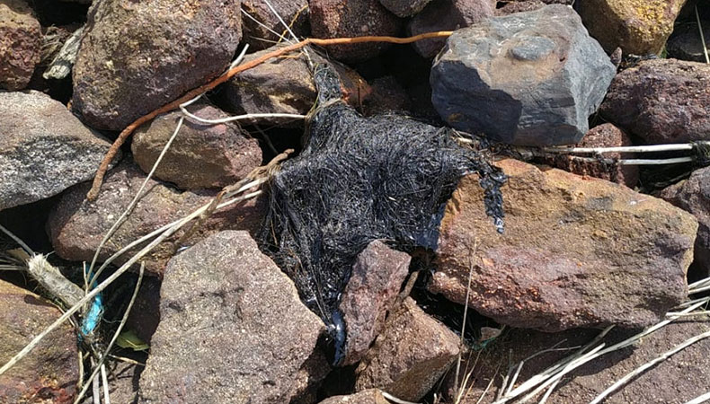 No Piauí foram retirados 300 kg de óleo em praias; manchas chegam a 1 metro