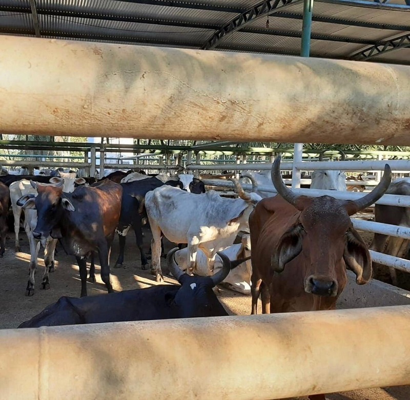Teresa Britto denuncia maus-tratos a animais presos em Posto Fiscal de Teresina