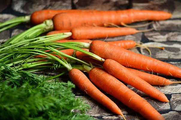 Embrapa desenvolve cenoura para produção orgânica