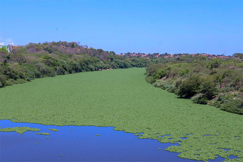 Secretária anuncia força tarefa para retirar aguapés do rio Poti