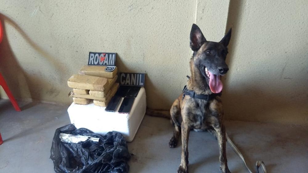 Em Picos, cão da PM encontra cinco quilos de maconha em boca de fumo