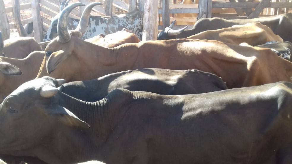 Homens são presos com mais de 30 animais furtados, drogas e arma de fogo