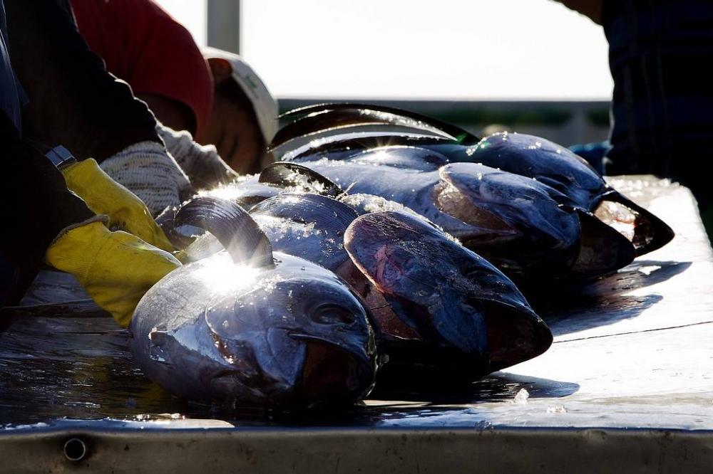 Pesca de atum; o peixe é um dos mais exportados pelo Brasil para a China - Marlene Bergamo - 22.jul.2012/Folhapress