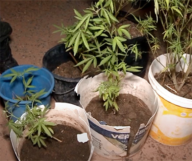 PM descobre roça de maconha orgânica na zona rural de Teresina