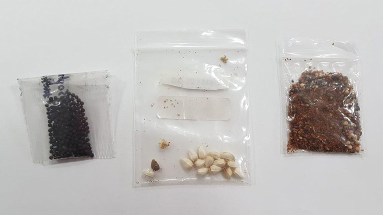 Laboratório identifica pragas que não existem no Brasil em sementes misteriosas
