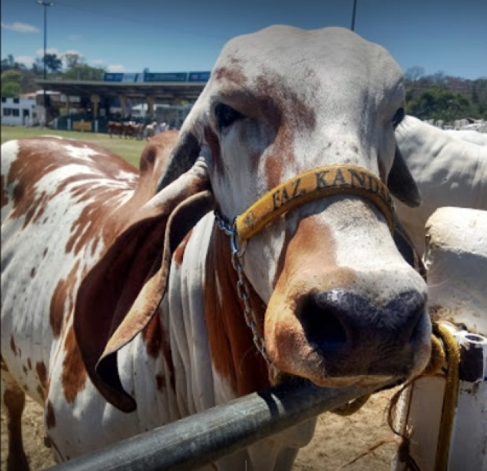 Governo suspende a 70ª edição da Exposição Agropecuária do Piauí