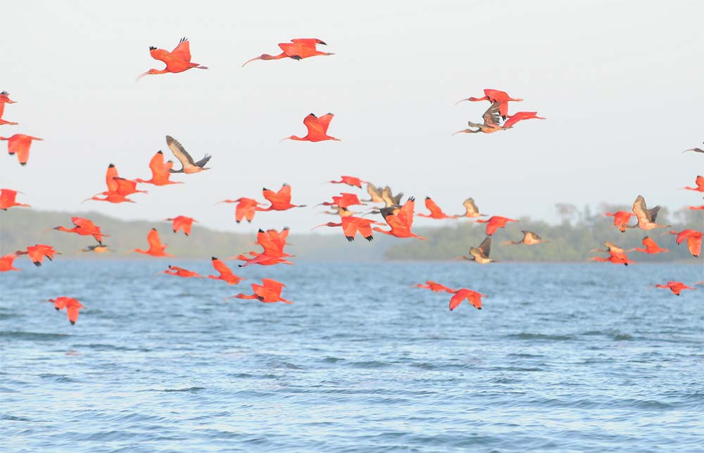 Delta do Parnaíba