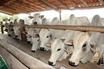 69ª Expoapi começa neste sábado e espera reunir 300 mil pessoas