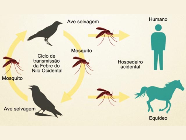 Confirmado o 1º caso de Febre do Nilo em animais no Piauí