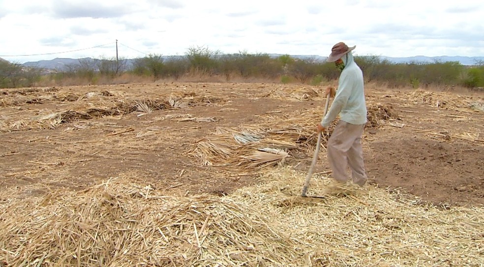 Vítimas estavam em uma roça quando o acidente ocorreu — Foto: Reprodução/Inter TV Costa Branca