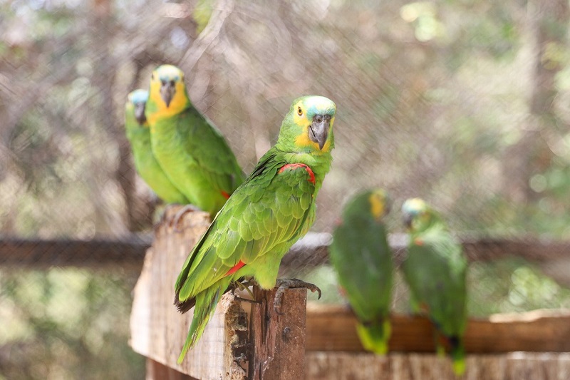 Animais do Zoobotânico serão libertados e transferidos para santuários