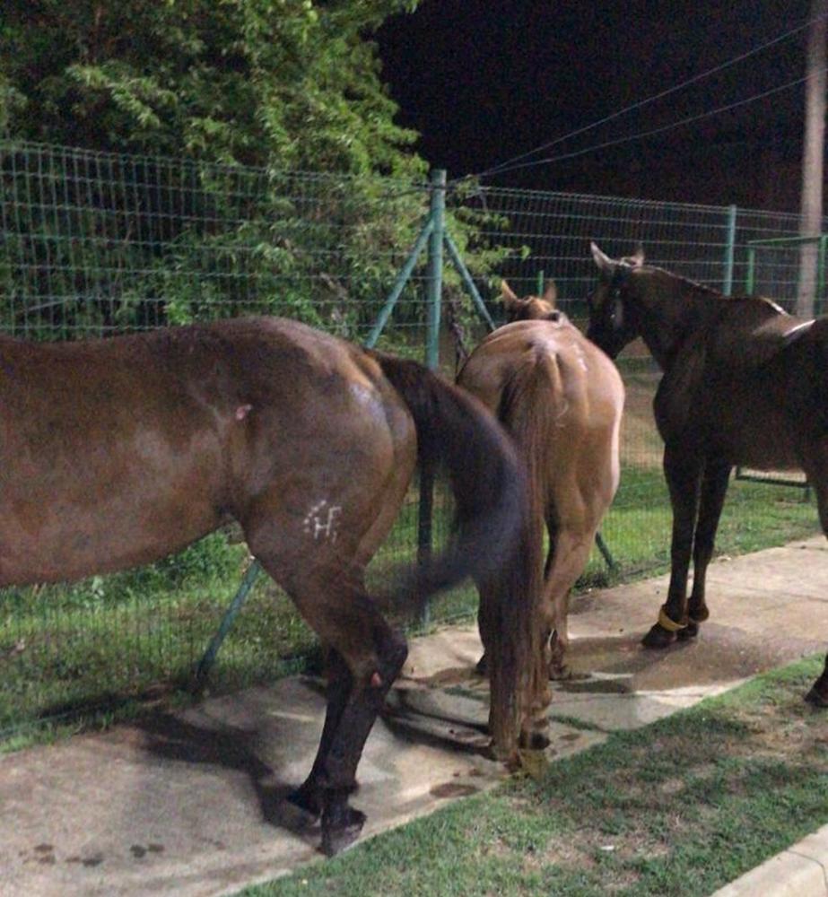 Cavalos fogem após fogos de artifício e quase causam tragédia na Expoapi
