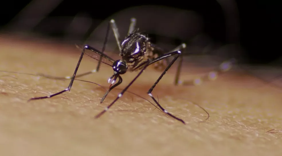 Adolescente morre vítima de dengue hemorrágica no litoral do Piauí