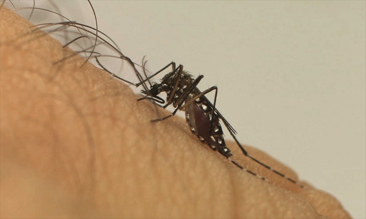 Teresina registrou mais de 16 mil casos de dengue e 11 mortes em 2022