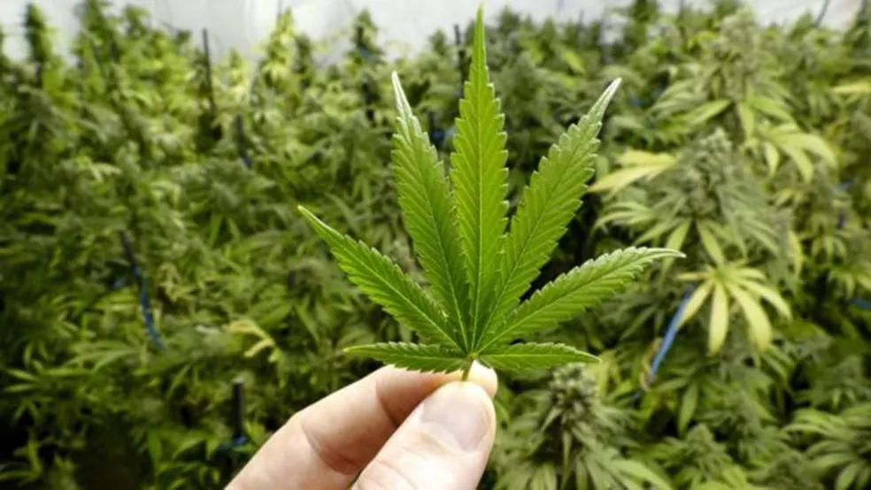 No Brasil, milhares de pacientes utilizam medicamentos à base de cannabis para algumas doenças, como epilepsia, autismo e Parkinson — Foto: Getty Images/ BBC